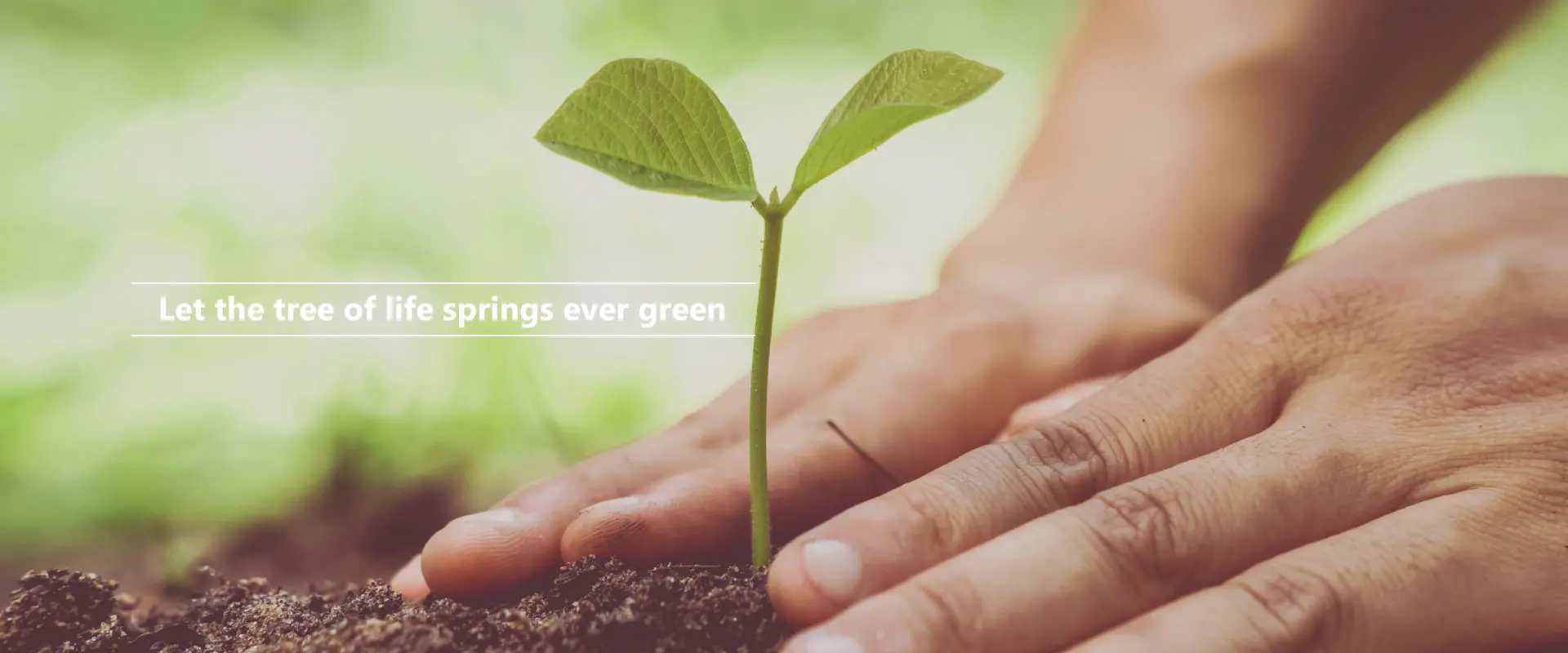 Que el árbol de la vida brote siempre verde.
